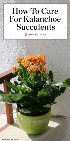 Kalanchoe Succulents, Kalanchoe Flowers, Kalanchoe Blossfeldiana, Flowering House Plants, Flowering Succulents, Household Plants, Plant Care Houseplant, Hanging Plants Indoor, Inside Plants