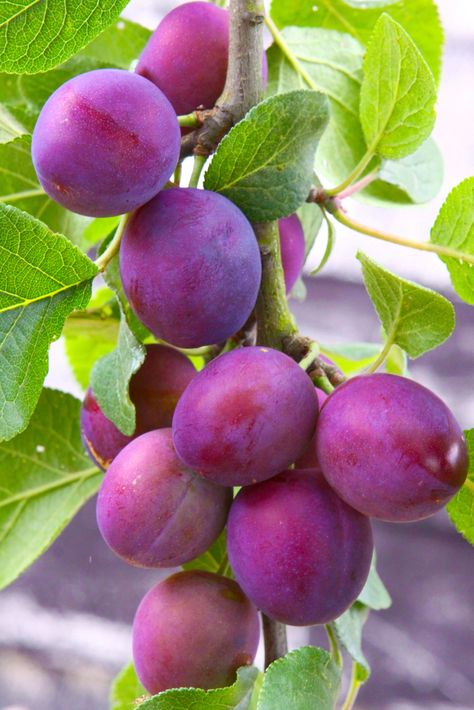 Plums Archives - Ison's Nursery & Vineyard Plum Varieties, Prune Fruit, Plum Trees, Vegetable Pictures, Plum Fruit, Fruit Picture, Plum Tree, Planting Shrubs, Fruit Photography