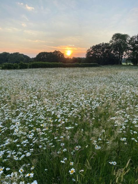 glimmers of you by catherine cowles aesthetic Hay Meadow Aesthetic, Grass Meadow Aesthetic, Open Meadow Aesthetic, Meadow Wedding Aesthetic, Summer Meadow Aesthetic, Medow Photo Aesthetic, Spring Meadow Aesthetic, Faithcore Aesthetic, Adalynn Core