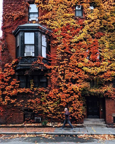 Brian Pu Ruiz 📍Boston on Instagram: “Boston Ivy is beautiful during the fall 😍🍂” Boston Autumn, Boston Ivy, Nature Reference, Beacon Hill, Autumn 2024, Reference Photos, Front Garden, The Fall, Autumn Leaves