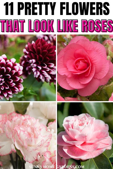 Are you looking for beautiful flowers that look just like roses to add colors to your yard? While roses are a bit hard to manage, these flowers aren't only pretty just like roses but you can easily grow them in your backyard. You can create a rose-like garden with these beautiful flowers following our tips and trips to successfully plant them. Flowers That Look Like Roses, Roses Not Blooming, Rose Like Flowers, Peony Care, Most Popular Flowers, Traditional Roses, Kinds Of Shapes, Peonies Garden, Rose Bush