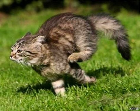 Cat Action Poses, Cat Reference Photos For Drawing, Cat Running Reference, Dynamic Cat Poses, Cat Reference Photo, Memes Birthday Funny, Feline Reference, Cats Stretching, Cat Memes Hilarious