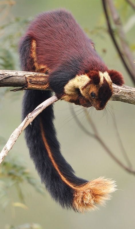 (Not my pic) Beautiful Animals Photography, Wildlife Aesthetic, Creatures Reference, Indian Giant Squirrel, Giant Squirrel, Nature Photography Animals, Crazy Nature, Regnul Animal, Crafts Animals