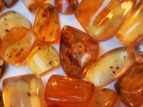 insects in amber by cobalt123 Rocks And Fossils, Sparkle Gift, Cowgirl Bling, Rock And Pebbles, Ancient Knowledge, Sticks And Stones, Mineral Stone, Rocks And Gems, Gems And Minerals