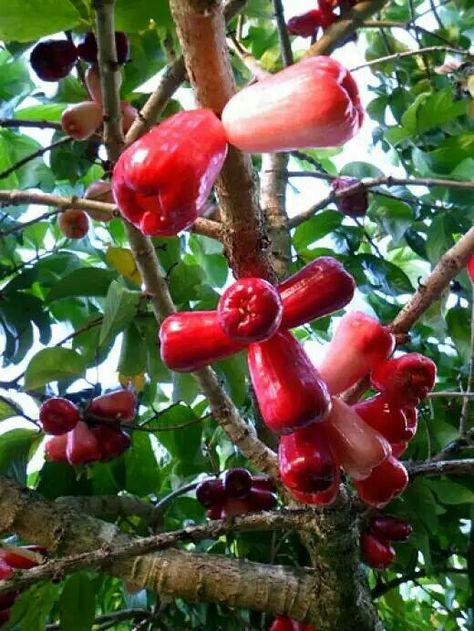 . Rose Apple Fruit, Giant Vegetable, Fruit Bearing Trees, Unique Fruit, Fruit Picture, Apple Roses, Fruit Photography, Fruit Flowers, Beautiful Fruits