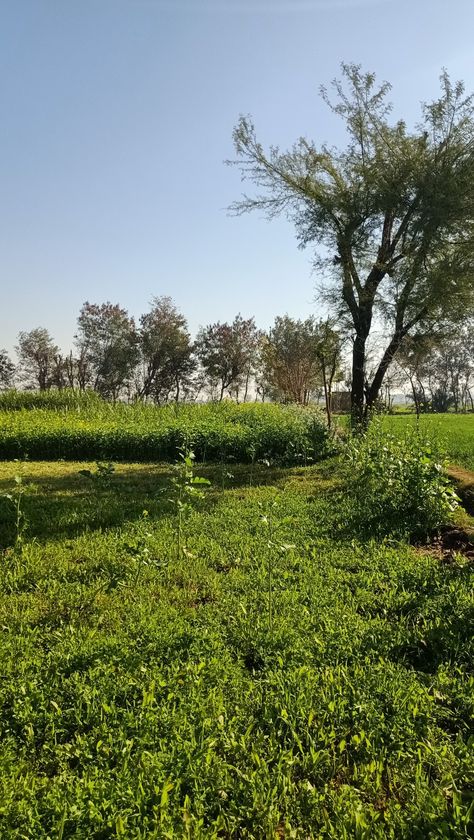 #village #nature #punjab #sunny #meadows #green Quotes On Photos, Eating Food Funny, Photography City, Village Photography, Food Funny, City Photos, Photos Quotes, Wonders Of Nature, Eating Food