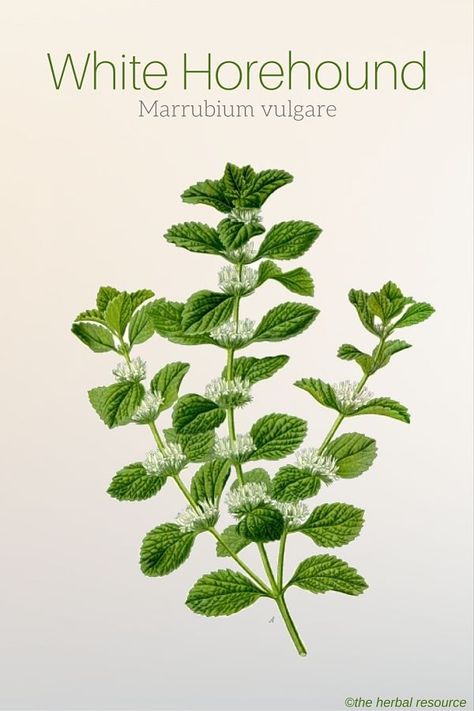 White Horehound Marrubium vulgare White Horehound, Medical Herbs, Holistic Health Remedies, Herbal Plants, Herbal Apothecary, Healing Plants, Herbal Healing, Misty Forest, Common Names