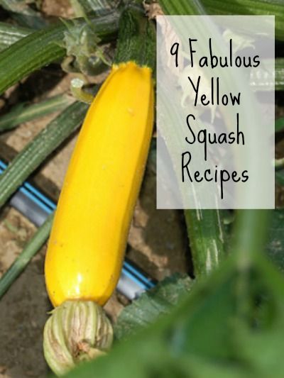 9 Fabulous Yellow Squash Recipes --The fried squash recipe looks yummy and easy to make Fried Squash, Yellow Zucchini, Summer Squash Recipes, Yellow Squash Recipes, Healthy Plates, Yellow Summer Squash, Zucchini Squash, Squash Recipe, Yellow Squash