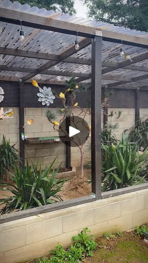 1.1M views · 126K reactions | Outdoor Aviary #paradiseparkaviary #aviarybirds #aviary #birds #finches #canaries #birdlovers #paradise #birdsparadise #reels #instareels #instagram #instagood #youtube #youtuber #fyp #fresno #559 #fish #pond #fishpond #koi #koipond #birdaviary #outdooraviary | Paradise Park Aviary | Richard Carter · Le Monde Birds Aviary Ideas, Finch Aviary Outdoor, Outdoor Aviary Ideas, Birds Cage Ideas Outdoor, Bird Aviary Ideas Outdoor, Canary Aviary, Aviary Ideas Outdoor, Bird Aviary For Sale, Bird Avery