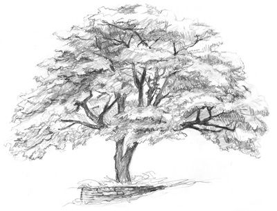 Pencil Drawing Ideas, Beautiful Pencil Drawings, Spiderman Art Sketch, Tree Drawings Pencil, Pencil Drawing Tutorials, Tree Sketches, Landscape Sketch, Nature Drawing, Drawing Templates