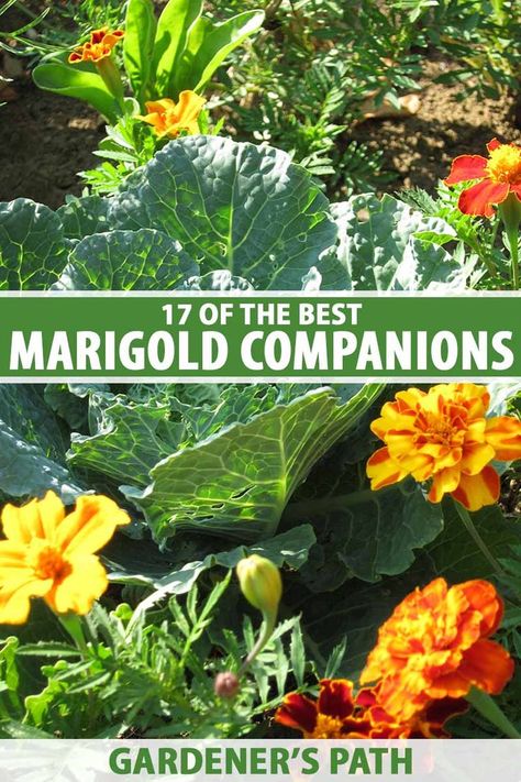 A close up vertical image of a thriving vegetable garden planted with marigolds as companion plants pictured in light sunshine. To the center and bottom of the frame is green and white printed text. Flower Pots With Marigolds, Marigold And Lavender Garden, Marigolds And Lavender, Marigold Companion Planting, Marigold In Pots, Marigold Flower Pot Ideas, Marigold Potted Plants, Marigolds In Pots Planters, Marigold In Garden