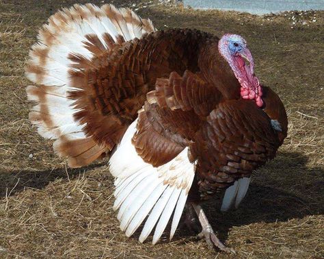 Bourbon Red Turkey, Turkey Breeds, Raising Turkeys, Turkey Chicken, Farm Stuff, Chicken Coop Plans, Mini Farm, Turkey Hunting, Hobby Farm