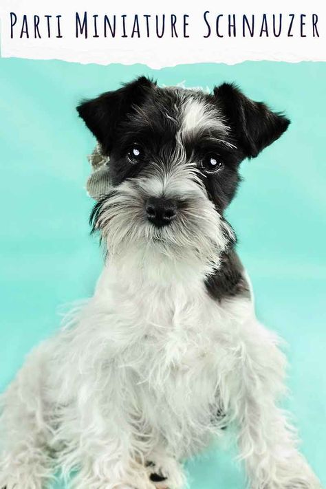 Parti Miniature Schnauzer, Parti Schnauzer, Black Mini Schnauzer, Norwegian Elkhounds, Outdoor Friends, Schnauzer Breed, Schnauzer Grooming, First Puppy, Schnauzer Mix