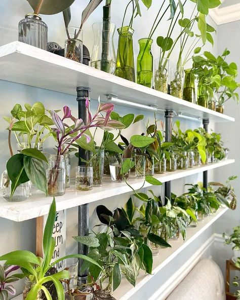 16 Indoor Garden Ideas Anyone Can Do Propagation Wall, Easy Herbs To Grow, Something Green, Herb Garden Kit, Plant Mama, Indoor Greenhouse, Grow Room, Plant Propagation, Growing Plants Indoors