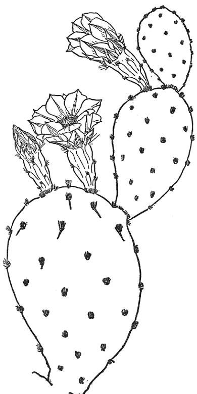 The Fantastic Clan: The Cactus Family Pear Drawing, Cactus Drawing, Desert Land, Crazy Quilt Stitches, Cactus Painting, Prickly Pear Cactus, Prickly Pear, Quilt Stitching, Crazy Quilts