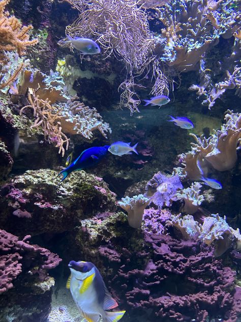 #fish #zoo #garden #aesthetic #animal Fish, Animals