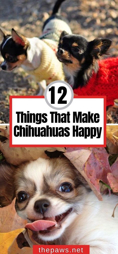 Chihuahua Dogs Funny, Miniature Chihuahua, Chihuahua Quotes, Toy Chihuahua, Chihuahua Facts, Chihuahua Training, Chihuahua Breeds, Puppy Fever, Teacup Chihuahua Puppies