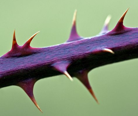 Bramble Stem, common thorn in Palestine. Possibly the plant of the crown of thorns. Thorn Plants, Bramble Aesthetic, Spiky Plants, Thorn Aesthetic, Joseph Joestar, Png Aesthetic, Bramble, Crown Of Thorns, Aesthetic Gif