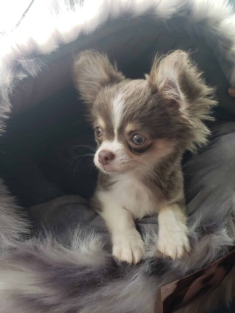 Teacup Chihuahua Puppies For Sale Near Me, Fluffy Chihuahua, Tea Cup Chihuahua, Long Haired Chihuahua Puppies, Teacup Chihuahua For Sale, Small Dogs For Sale, Chihuahua Rescue, Teacup Chihuahua Puppies, Chihuahua Puppies For Sale