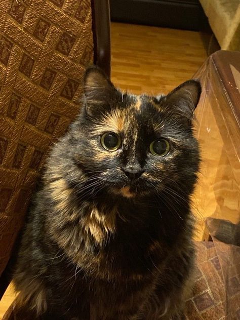 Brown Tortoiseshell Cat, Calico Cat Shorthair, Tortoise Shell Cats, Tortoiseshell Cat Aesthetic, Tortishell Cat Aesthetic, Tortoiseshell Cat Personality, Tortie Kitten, Tortoiseshell Cat, Dream's Cat