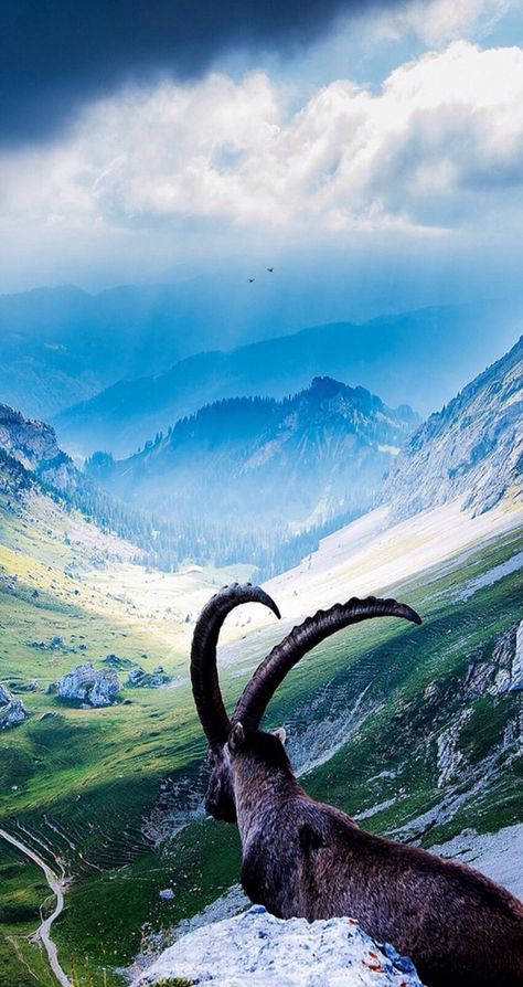 Mountain goat Mountain Goat Wallpaper, Switzerland Wallpaper, Motorola Wallpapers, Iphone 6s Wallpaper, Iphone 6 Plus Wallpaper, 4k Wallpaper Iphone, Iphone 5 Wallpaper, Images Kawaii, Iphone 6 Wallpaper