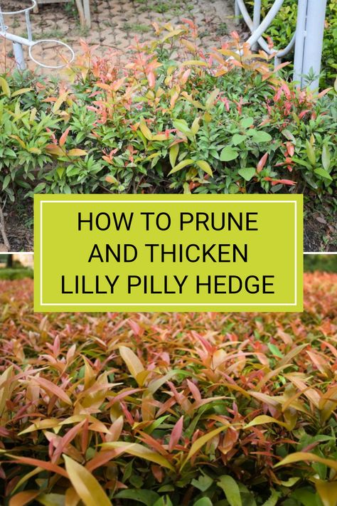 Thickening up a sparse Lilly Pilly hedge is easier than you think. This essential gardening guide highlights effective pruning techniques to stimulate growth and enhance your garden aesthetic. Whether you're a seasoned gardener or a beginner, proper care is crucial for the Syzygium Australe Lilly Pilly. For more insights on making your hedge lush and vibrant, check out the full article! Lilly Pilly Hedge, Lily Pilly, Lilly Pilly, Ultimate Backyard, Gardening Guide, Garden Aesthetic, Hedges, Plant Care, Front Yard