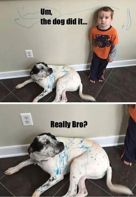 Dogs Quotes, Animal Humour, Dog Jokes, Dog Quotes Funny, Image Chat, Dogs Funny, Funny Animal Photos, Funny Dog Memes, Funny Animal Jokes