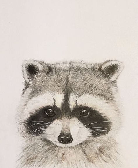 Drawings Of Racoons, Drawing Of A Raccoon, Raccoon Pencil Drawing, Raccoon Drawing Realistic, How To Draw A Raccoon Step By Step, Raccoon Drawing Sketches, Baby Raccoon Drawing, Realistic Drawings Animals, Racoon Drawings Easy