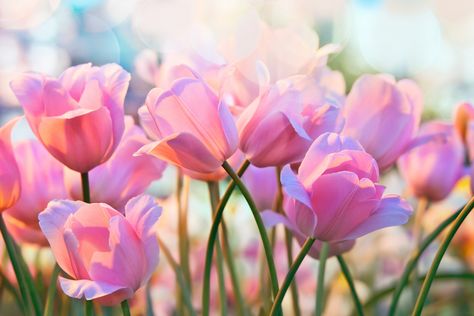 Pink Spring Wallpaper, Spring Wallpaper Hd, Spring Wallpaper Iphone, Spring Desktop Wallpaper, Frühling Wallpaper, Flower Calendar, Spring Quotes, Spring Images, Spring Wallpaper