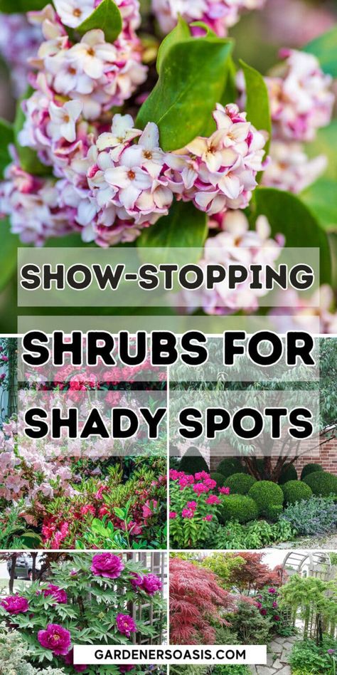 Show-stopping Shrubs For Shady Spots Shade Bushes, Shade Loving Shrubs, Shade Landscaping, Perennial Ground Cover, Plants Under Trees, Shade Shrubs, Flowering Bushes, Full Sun Plants, Covered Garden