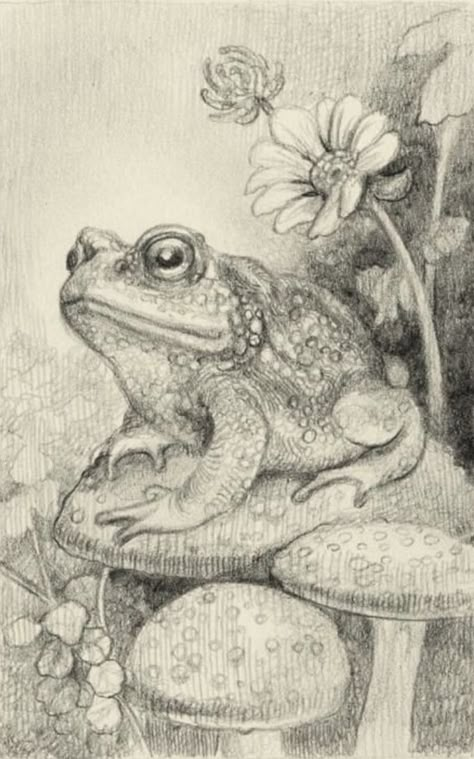 Frog Illustration, Frog Drawing, Frog Art, Desenho Tattoo, Animal Sketches, Instagram Editing, Cute Frogs, Childrens Art, Wildlife Art