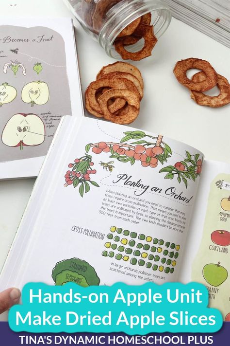 Kids Fun Hands-on Apple Unit Make Dried Apple Slices Fall Unit Study, Dried Apple Slices, Apple Study, Dried Apple Rings, Apple Unit Study, Apple Crafts, September Themes, Recipe For Fall, Apple Rings