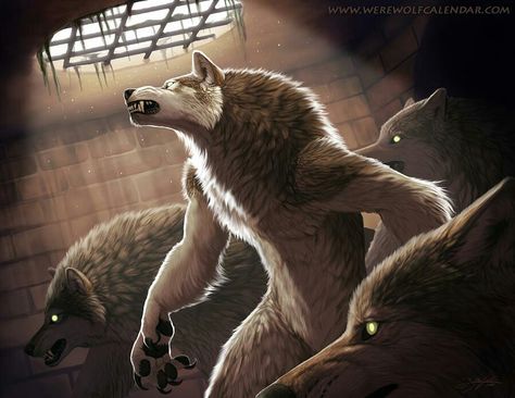 Werewolves Werewolf King, Cryptic Creatures, Werewolf Pack, Watt Pad, Wolf Warrior, Werewolf Art, Vampires And Werewolves, Anime Wolf, Dark Places