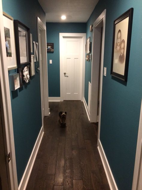 Teal hallway paint, white trim, picture collage, matter frames Teal Hallway, Dark Blue Feature Wall, Hallway Wall Colors, Blue Feature Wall, Hallway Paint Colors, Blue Hallway, White Hallway, Hallway Paint, Hallway Colours