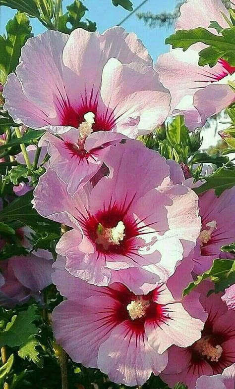 Hollyhocks Flowers, Pink Nature, Flower Meanings, Rose Of Sharon, Most Beautiful Flowers, Perennial Plants, Exotic Flowers, Beautiful Blooms, Flowers Nature