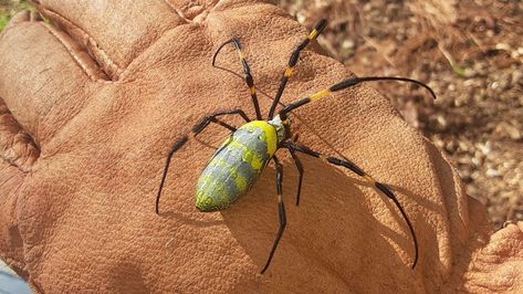 Exotic joro spider discovered in the Smokies. Is it a problem? | Word from the Smokies Joro Spider, Colorful Spiders, Spider Species, Study Site, Cades Cove, Invasive Species, Great Smoky Mountains National Park, Smoky Mountain National Park, University Of Georgia