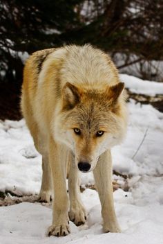 golden werewolf Brown Wolf, Wolf Stuff, Wolf Photos, Timber Wolf, Wolf Love, Wild Wolf, Wolf Pictures, Wolf Spirit, Beautiful Wolves