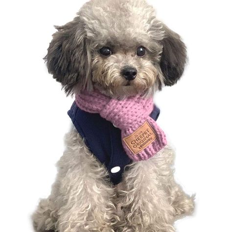 Puppy Jewelry, Wool Knit Scarf, Cat Winter, Bandana Colors, Pet Scarf, Dog Scarfs, Small Puppies, Winter Dog, Warm Scarf