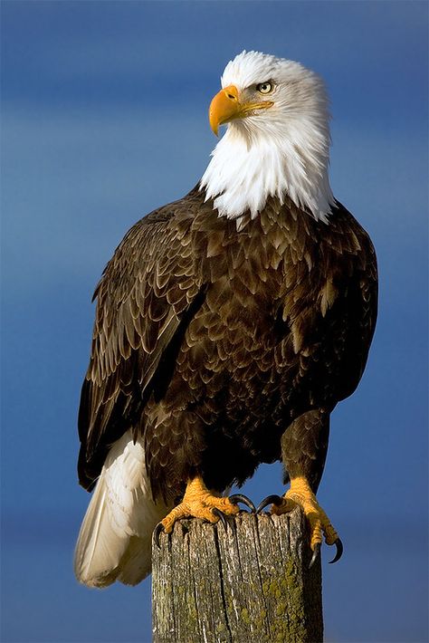 Eagle Pictures, Get Lucky, Bald Eagle, Birds