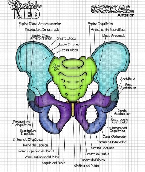 Studying Medicine, Nursing School Motivation, Medical School Life, Medicine Notes, Basic Anatomy And Physiology, Nurse Study Notes, Biology Facts, Medical Student Study, Nursing School Studying