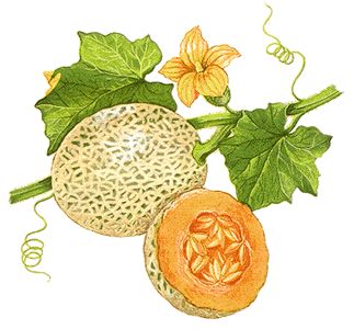 Cantaloupes are netted muskmelons. Fruit Packaging, Fruits Drawing, Fruits Photos, Canvas Drawing, Watercolor Fruit, Fruit Plants, Fruit Art, Cool Art Drawings, Food Illustrations