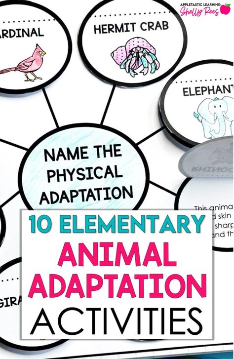 Get ideas for 10 fun elementary animal adaptions activities! Be inspired with animal adaptations experiments, posters, activities, art, and projects for 3rd grade, 4th grade, and 5th grade. Explore animal adaptations of all kinds, including ocean and arctic animals with these ready-to-go worksheets, phenomena based science and even a unit test! Animal Defenses Activities, Adaptations Anchor Chart, Animals Adaptations Activities, Animal Adaptation Activities, Animal Adaptations Anchor Chart, Animal Adaptations Experiments, Animal Adaptations 1st Grade, Animal Adaptations 3rd Grade, Adaptation In Animals Worksheet