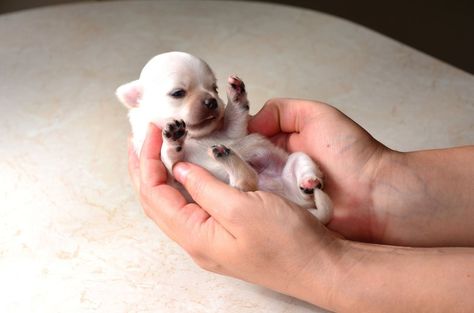 chihuahua puppies | Chihuahua puppy by Ernis94 White Chichuachua, Newborn Chihuahua Puppies, Chihuahua Sitting, Toy Chihuahua Tea Cups, Chihuahua Names, Baby Chihuahua, Chihuahua Love, Kittens And Puppies, Chihuahua Puppies