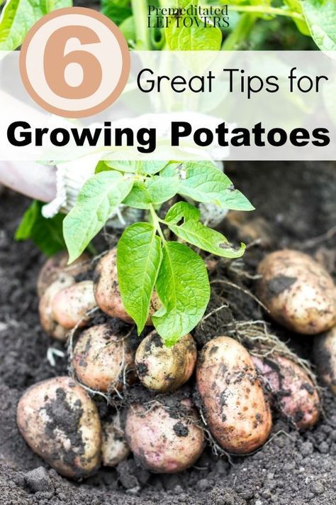 6 Great Tips for Growing Potatoes in your Garden- Grow your own harvest of potatoes with these useful gardening tips including easy hacks for planting, watering, and pest control. Potatoes Growing, Slugs In Garden, Herbs Growing, Potato Gardening, Grow Potatoes, Outdoors Ideas, Planting Potatoes, Future Planning, Backyard Dreams