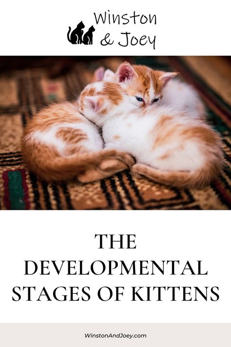 The Developmental Stages of Kittens Kittens Care, Kitten Development Stages, Baby Kittens Newborn, How To Care For Kittens, Two Kittens, Cats And Babies, Taking Care Of Kittens, 4 Month Old Kitten, Raising Kittens