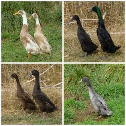 Duck Food, Types Of Ducks, Pekin Duck, Backyard Ducks, Duck Breeds, Runner Ducks, Backyard Chicken Farming, Duck House, Urban Farmer