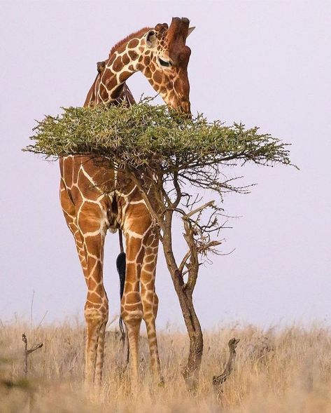 African Animals Photography, Safari Vacation, Giraffe Pictures, Africa Kenya, Regnul Animal, Kenya Safari, African Wildlife, Cute Wild Animals, Jolie Photo