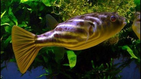 FAHAKA PUFFER .5. - 1”, Rare Fish, Monster Fish, Nile Puffer, Lined Puffer. Shipped with USPS First Class Package. Fish Monster, Aggressive Animals, Monster Fish, Rare Fish, Catfish Fishing, Drawn Fish, Big Game Fishing, Monster Fishing, Tropical Aquarium