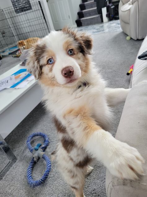 Mini Aussie Haircut, Pictures Of Cute Dogs, Australian Shepherd Puppy Aesthetic, Brown And White Australian Shepherd, Mini Aussie Shepherd Full Grown, Red Merle Australian Shepherd Puppy, Mini Australian Shepherd, Australian Shepherd Puppy, Cute Dogs Images