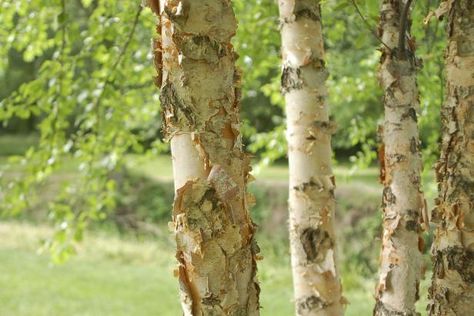 Trees With White Bark, Flowering Crabapple Tree, River Birch Trees, Flowering Crabapple, Drought Resistant Landscaping, Twig Dogwood, River Birch, Forest Mural, Hardscape Design